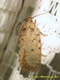 Agonopterix adspersella